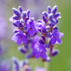 Duftpflanzen: 5 Regeln für deren Anpflanzung auf Ihrem Grundstück