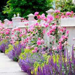 Formen der Blumenpflanzung