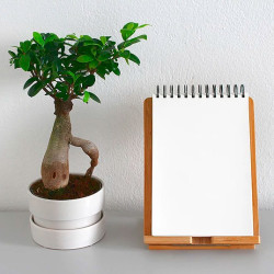 Regeln für die Platzierung von Pflanzen in Innenräumen