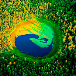 Bringe Yin und Yang in deinem Garten ins Gleichgewicht